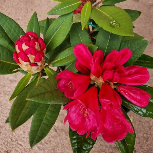 Rhododendron | Ross Maude