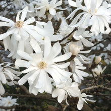 Load image into Gallery viewer, Magnolia &#39;Royal Star&#39;, deciduous tree featuring pure white flowers with a hue of pink.
