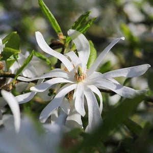 Magnolia | Royal Star