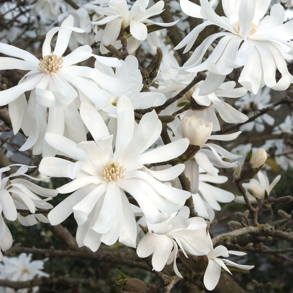 Magnolia 'Royal Star', deciduous tree featuring pure white flowers with a hue of pink.