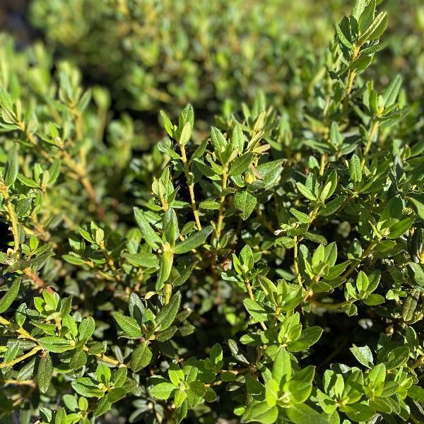 Rhododendron Russatum green foliage