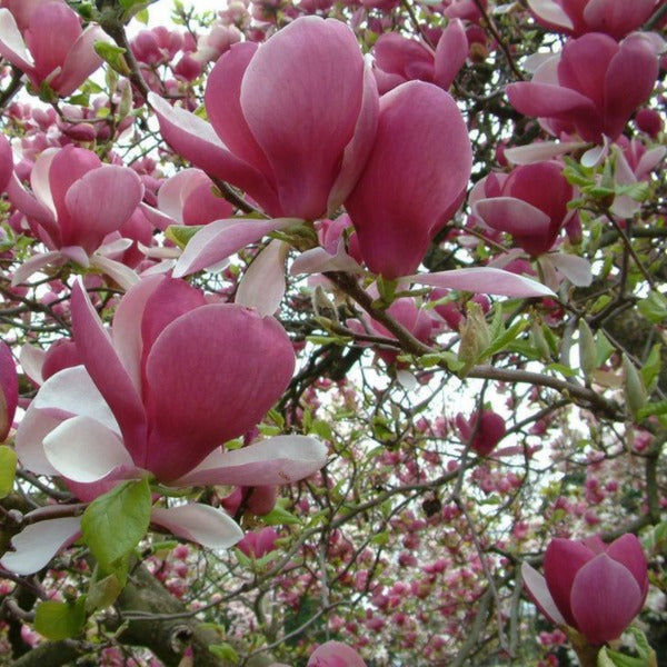 Magnolia 'Rustica Rubra'. deciduous tree featuring bell-shaped, bright rosy-pink flowers.