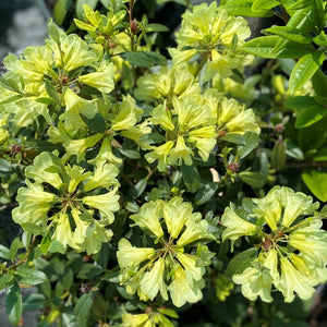 Rhododendron 'Saffron Queen', evergreen shrub with glossy-green, spear-shaped foliage and loose trusses of funnel-shaped, sulphur-yellow flowers.