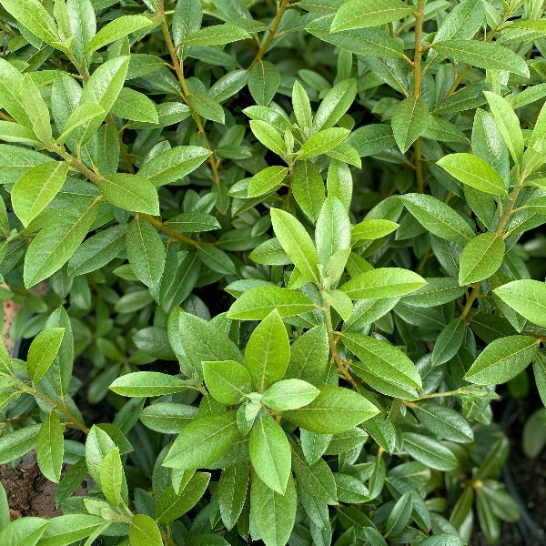 Rhododendron Saffron Queen green foliage