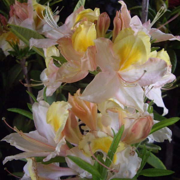 Mollis Azalea Sandpiper, pale yellow flower, flushed pink with orange blotch