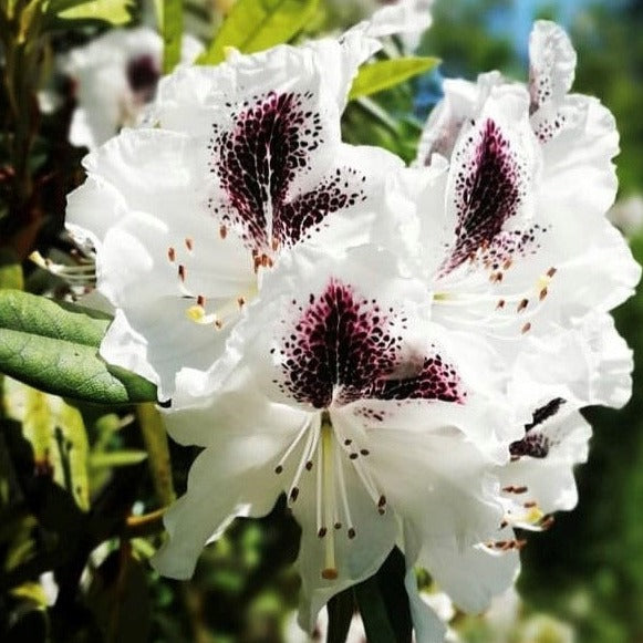 Rhododendron 'Sappho' white funnel-shaped flowers with purple flush on dorsal lobe