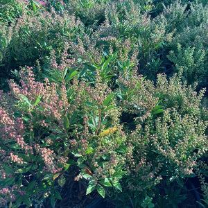 Pieris 'Sarabande', evergreen shrub featuring dark green foliage and white, urn-shaped flowers.