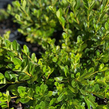 Load image into Gallery viewer, Azalea &#39;Scarlet Gem&#39;, green foliage on young plants
