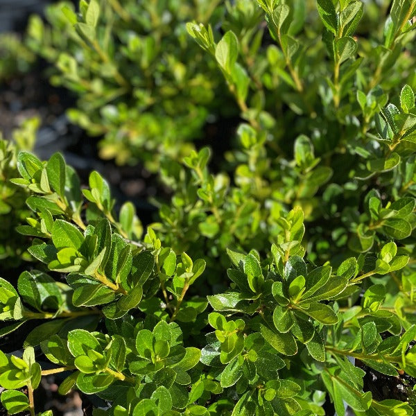 Azalea 'Scarlet Gem', green foliage on young plants