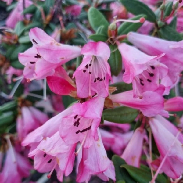 Rhododendron 'Seta', evergreen shrub with dark-green foliage and loose clusters of bell-shaped flowers in white with rose-pink edgings.