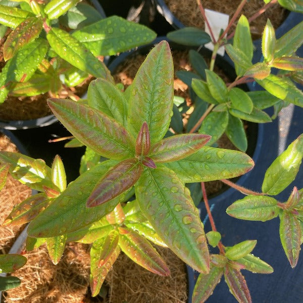 Rhododendron 'Seta' green foliage