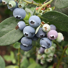 Load image into Gallery viewer, Blueberry &#39;Sharpe Blue&#39; Southern Highbush.
