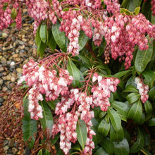 Load image into Gallery viewer, Pieris &#39;Shojo&#39;, evergreen shrub featuring glossy dark-green foliage and cascades of  soft-pink, bell-shaped flowers.
