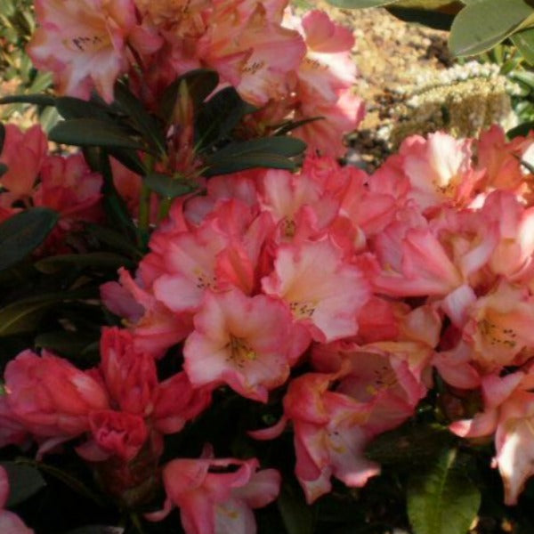 Rhododendron | Sierra Sunset