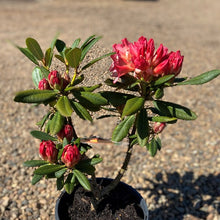 Load image into Gallery viewer, Rhododendron | Sierra Sunset
