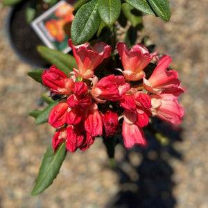 Rhododendron | Sierra Sunset