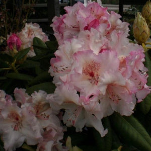 Rhododendron | Simona