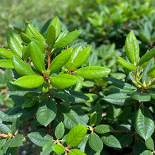 Load image into Gallery viewer, Rhododendron Simona green foliage
