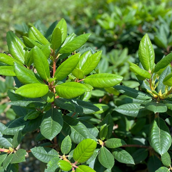 Rhododendron Simona green foliage