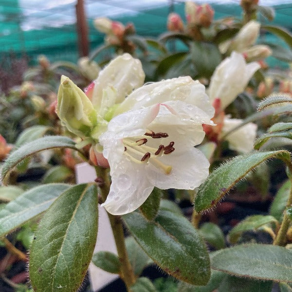 Rhododendron 'Snow Lady' pure white flowers against mid-green foliage.