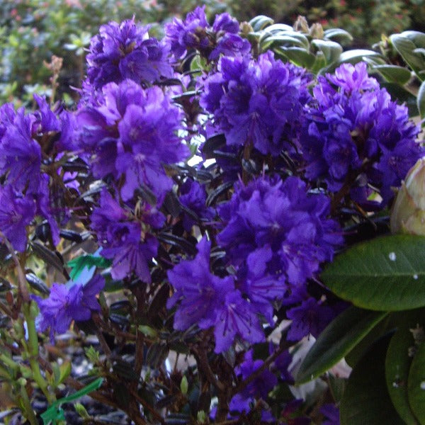 Rhododendron 'Saint Merryn', evergreen shrub with glossy-green, spear-shaped foliage and trusses of funnel-shaped, violet-blue flowers.