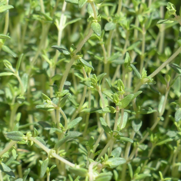 Thyme 'Summer' | Vintage Heirloom Seeds