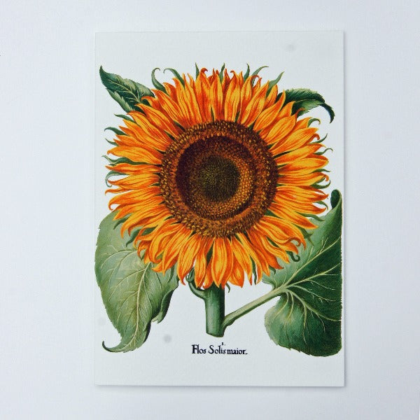 Handmade Greeting Card,  featuring Sunflowers,  blank inside.