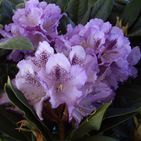 Rhododendron 'Susan', evergreen shrub with glossy, dark-green foliage and trusses of funnel-shaped, lilac-blue flowers with maroon blotches.