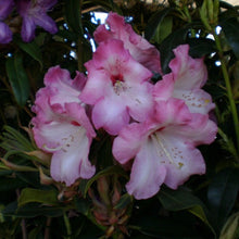 Load image into Gallery viewer, Rhododendron &#39;Sweet Sixteen&#39;, evergreen shrub with deep-green foliage and ball-shaped trusses of wavy-edged, purple-pink flowers.
