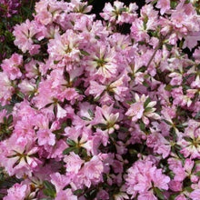 Load image into Gallery viewer, Rhododendron &#39;Sweet Sixteen&#39;, evergreen shrub with deep-green foliage and ball-shaped trusses of wavy-edged, purple-pink flowers.
