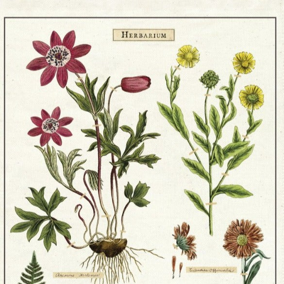Tea Towel - Herbarium | Cavallini & Co.