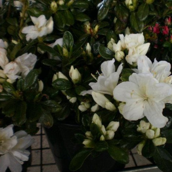 Azalea 'Timo', evergreen shrub with white flowers.