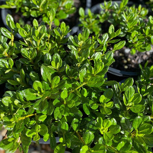 Azalea 'Timo' green foliage on young plants