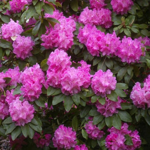 Rhododendron 'Trude Webster', evergreen shrub with glossy, mid-green foliage and trusses of clear, hot-pink flowers.
