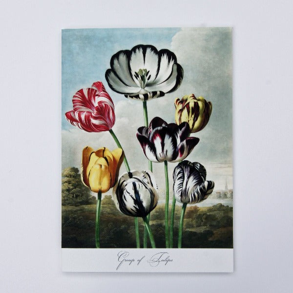 Handmade Greeting Card, featuring Tulip flowers,  blank inside.