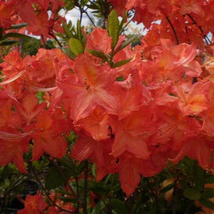 Mollis Azalea 'Turncoat', deciduous shrub featuring mid-green foliage and clusters of two-tone blooms in salmon-pink with a golden throat.