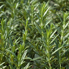 Load image into Gallery viewer, Rosemary plant Tuscan Blue evergreen with pale blue flowers.
