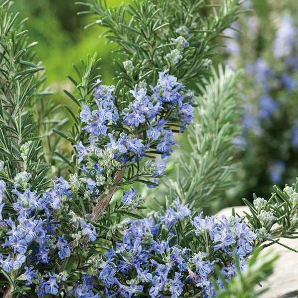 Rosemary 'Tuscan Blue'