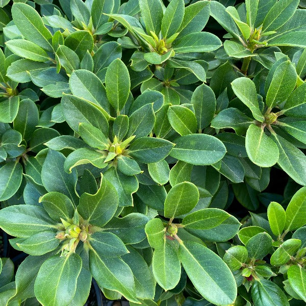 Rhododendron Unique, green foliage