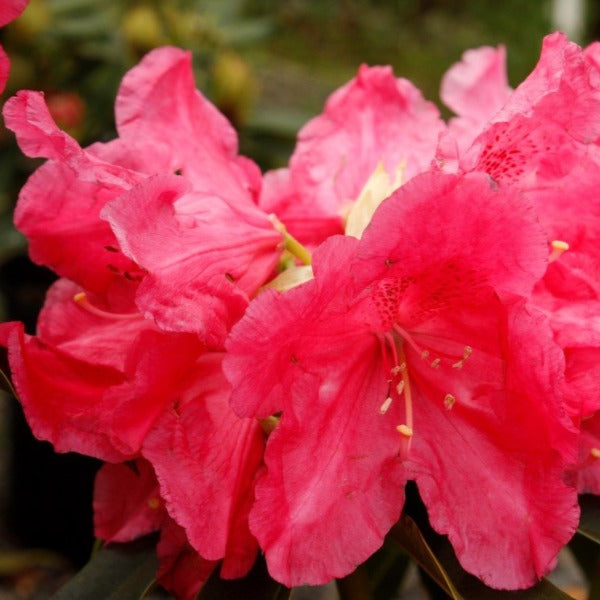 Rhododendron 'Unknown Warrior', evergreen shrub with dark-green foliage and conical trusses of clear-red blooms.