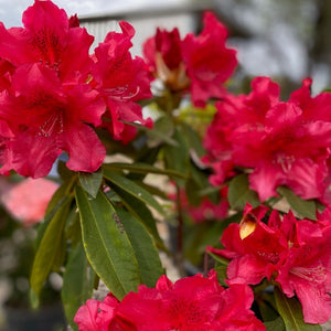 Rhododendron | Unknown Warrior