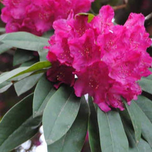 Rhododendron | Auguste van Geert