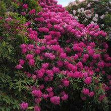 Load image into Gallery viewer, Rhododendron | Auguste van Geert
