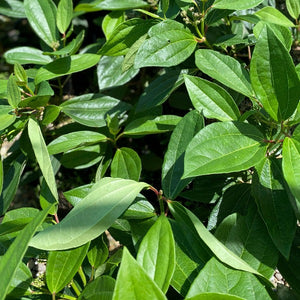 Viburnum 'davidii' green foliage