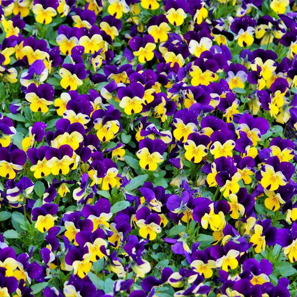 Viola 'Johnny Jump Up' | Vintage Heirloom Seeds