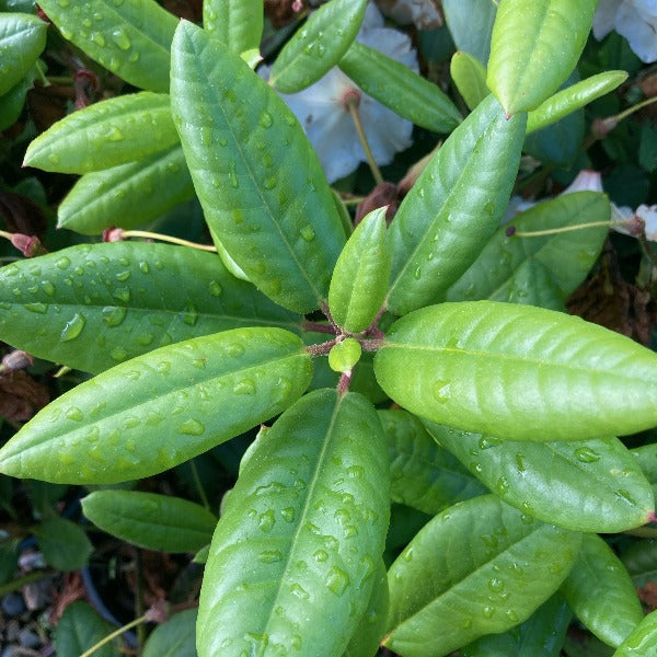 Rhododendron 'Virginia Richards' green foliage