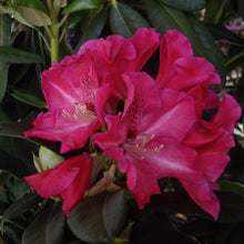 Load image into Gallery viewer, Rhododendron &#39;Walloper&#39; evergreen shrub with clusters of hot-pink funnel shaped flowers
