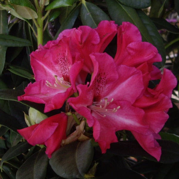 Rhododendron 'Walloper' evergreen shrub with clusters of hot-pink funnel shaped flowers