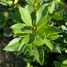 Load image into Gallery viewer, Rhododendron &#39;Walloper&#39; pointy green foliage
