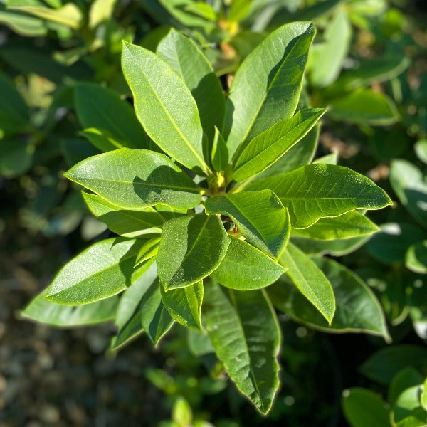 Rhododendron 'Walloper' pointy green foliage